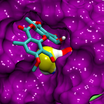 A molecular dynamics simulation of the p53 protein shows stictic acid fitted into the protein’s reactivation pocket.