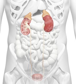 Anatomy of the kidneys, ureters and bladder