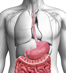 Anatomy of the esophagus and stomach