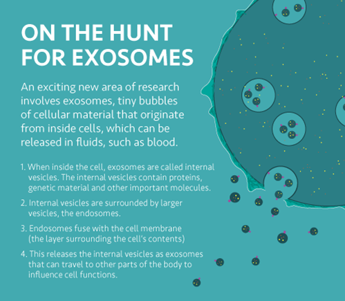 infographic about exosomes
