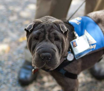pet therapy dog bosley, a shar-pei