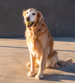 pet therapy golden retriever holding ball