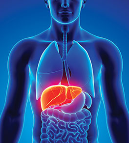 Illustration of the human liver
