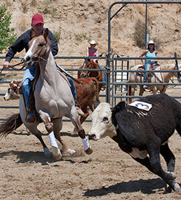 More than a decade after prostate cancer surgery, Andrew Edwards is grateful for every day he can ride and cut cattle at his Anaheim Hills equestrian center.