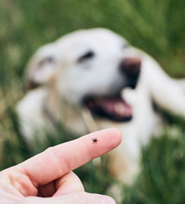a tick on a finger in front of a yellow labrador retriever laying in the grass