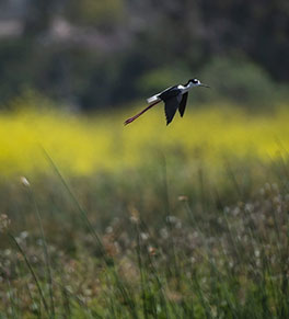 A black-neck stilt  takes flight from the San Joaquin Marsh Reserve, its coral-colorad legs visible beneath its black and white tail feathers.