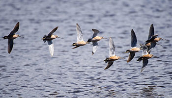 Dowitchers, one of the many species of shorebirds that make the San Joaquin Marsh Reserve home, wheel in the air above the wetlands near UC Irvine.i