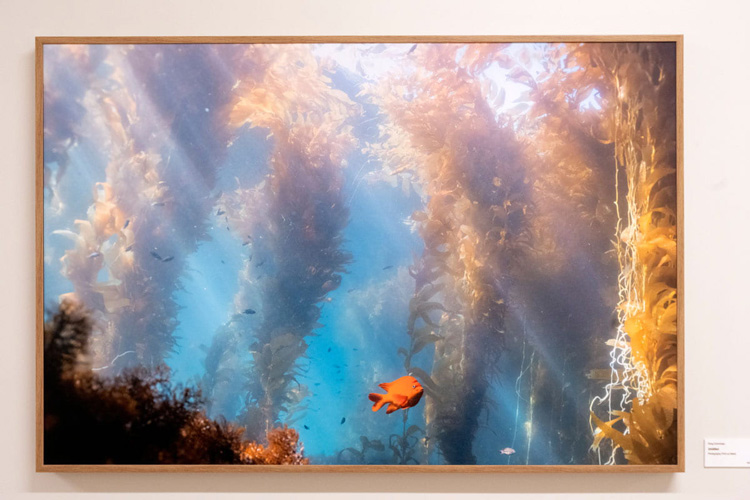 an underwater photograph featuring kelp and gold fish displayed on a wall in the chao family comprehensive cancer center