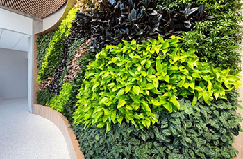 Natural features like this living plant wall grace the new home of the Susan Samueli Integrative Health Institute.