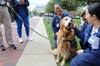 uci health pet therapy dog henry an 11 year old golden retriever retires, getting love from uci medical center team members wearing blue scrubs