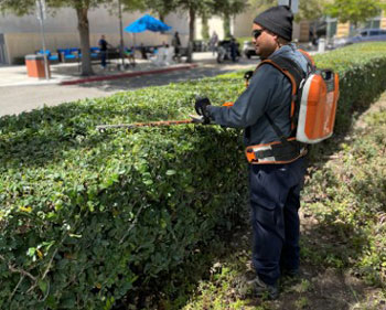 a man wearing a dark knit cap, dark jacket and pants trims hedges at uci medical center in orange with an electric powered trimmer he wears on his back