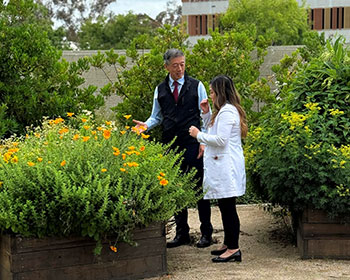 Dr. Gary Deng, director of Integrative Oncology at the UCI Health Chao Family Comprehensive Cancer Center, inspects natural herbs with Dr. Lilian Au at the Susan Samueli Integrative Health Institute garden.