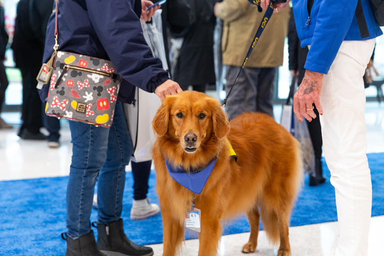 a golden retriever, a uci health therapy dog, poses for a folder at the community unveiling of the uci health — irvine acute care hospital on saturday november 15