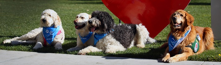 UCI Health therapy dogs