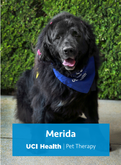 Black therapy dog named Merida
