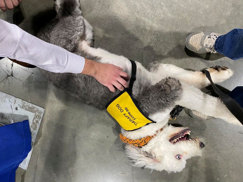 Big gray and white dog laying down and being pet by coworkers