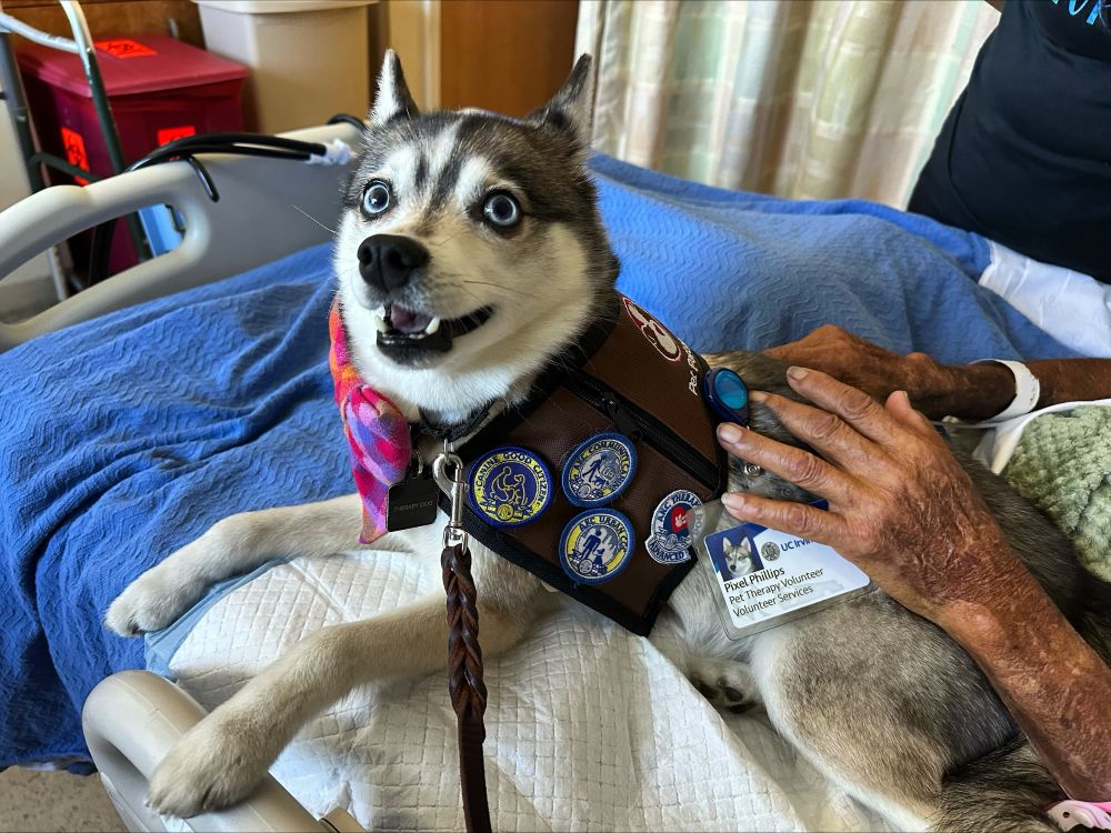 Small gray and white dog on snuggling patient in hospital