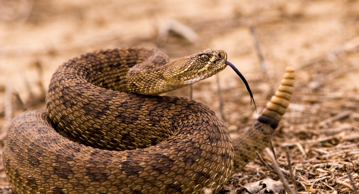 What to Do if Rattlesnake Bites You?